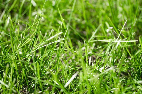 Grama Verde Com Fundo Borrado Bokeh — Fotografia de Stock