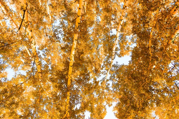 Yearling Verlaat Tegen Herfst Hemelachtergrond — Stockfoto