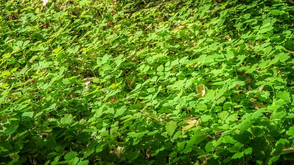 Γρασίδι Πράσινο Τριφύλλι Στο Δάσος Καλοκαίρι — Φωτογραφία Αρχείου