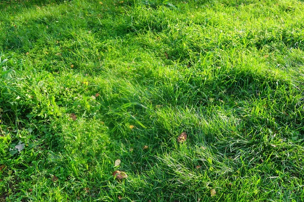 緑の芝生のクローズ アップの背景 — ストック写真