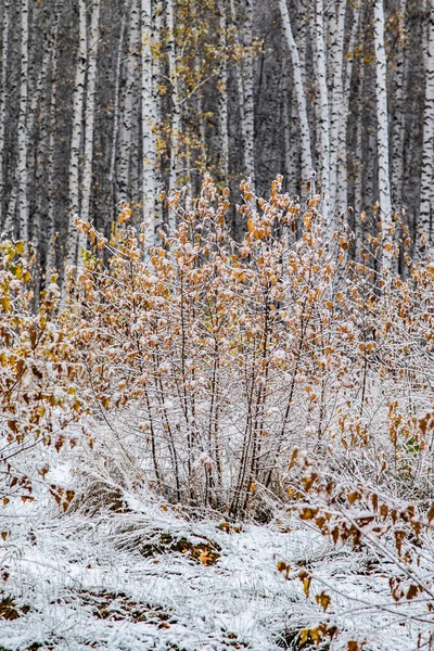 Πρώτο Χιόνι Σημύδα Δάσος Τοπίο Χειμώνα — Φωτογραφία Αρχείου