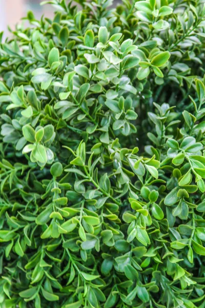 人工植物緑花 — ストック写真