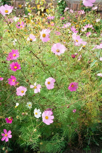 コスモスの花 自然のクローズ アップ風景 — ストック写真