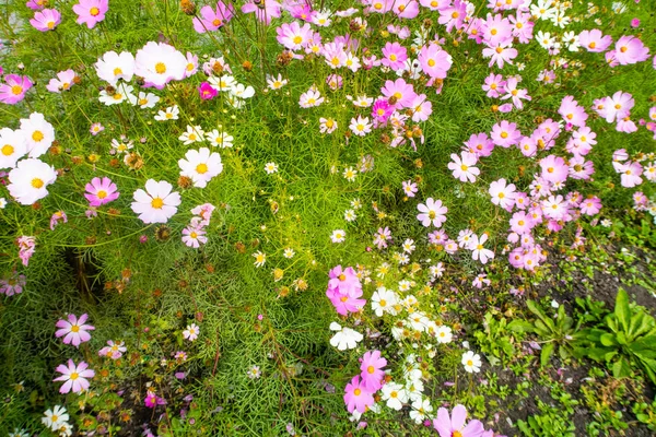 Cosmos Fleurs Nature Gros Plan Paysage — Photo