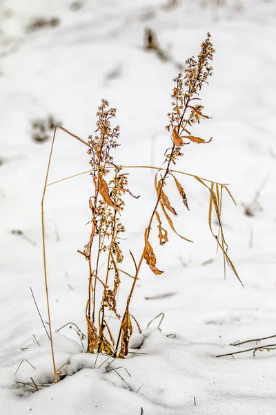 Tráva Žlutá Zpod Sněhu Zimní Krajina — Stock fotografie
