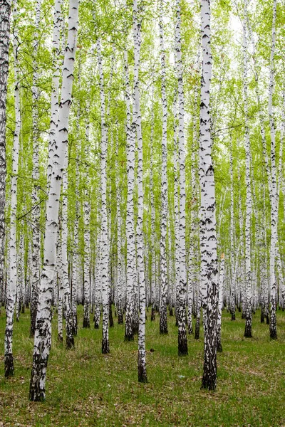 Gröna Våren Björkskogen Landskap — Stockfoto