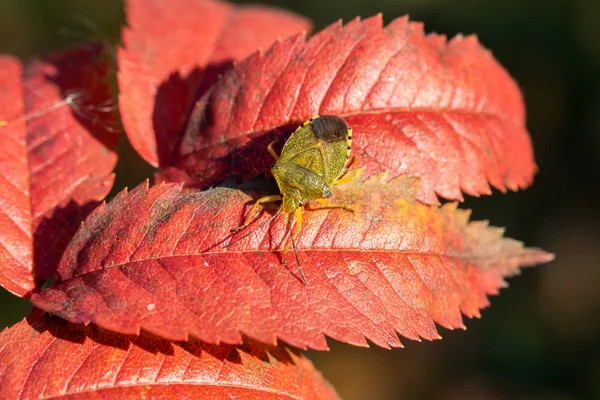 Insecto Apestoso Otoño Hoja Roja —  Fotos de Stock