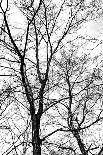 白い背景の木の枝シルエット — ストック写真