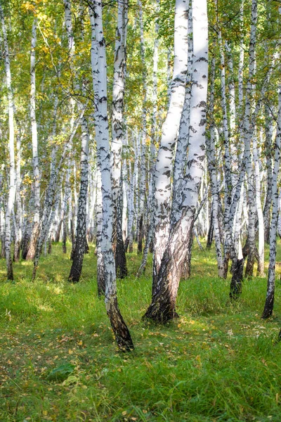 Floresta Bétula Amarela Final Outono Natureza Paisagem — Fotografia de Stock