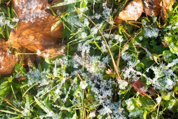 绿草雪模糊的背景博凯 — 图库照片