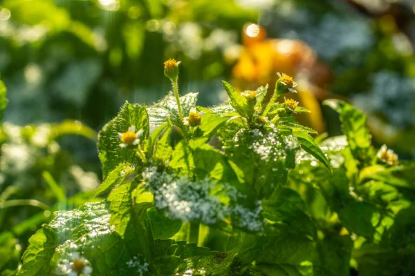 Herbe Verte Neige Fond Flou Bokeh — Photo