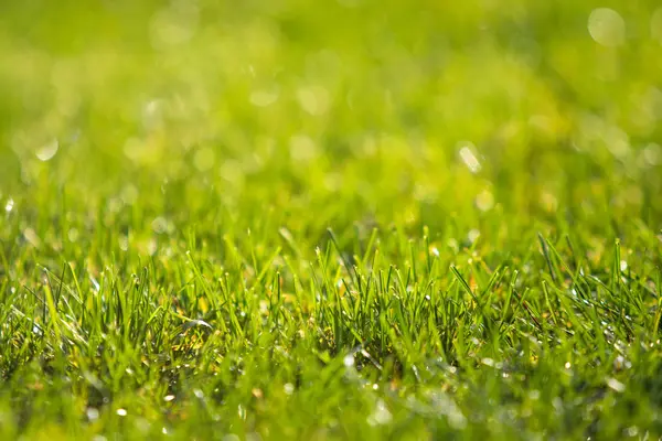 Green Grass Blurred Bokeh Background — Stock Photo, Image