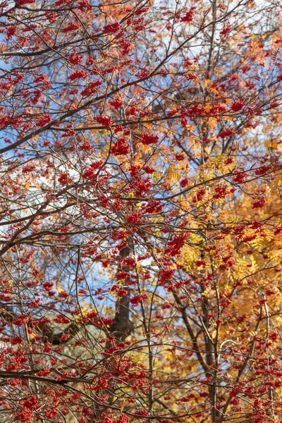 Automne Arbre Ashberry Couleurs Vives Nature — Photo