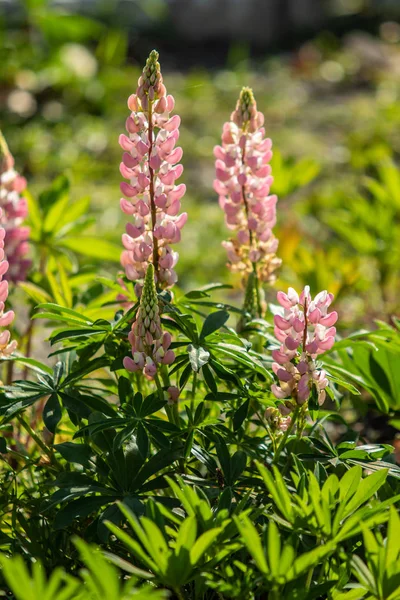 Las Flores Lupinus Son Brillantes Con Naturaleza Follaje Verde —  Fotos de Stock