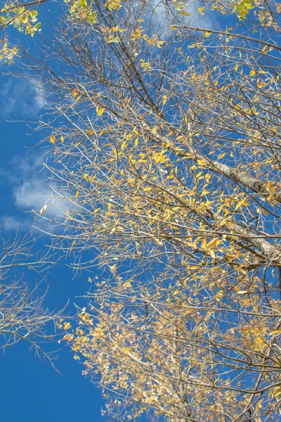 Arbre Automne Branches Vue Vers Ciel — Photo