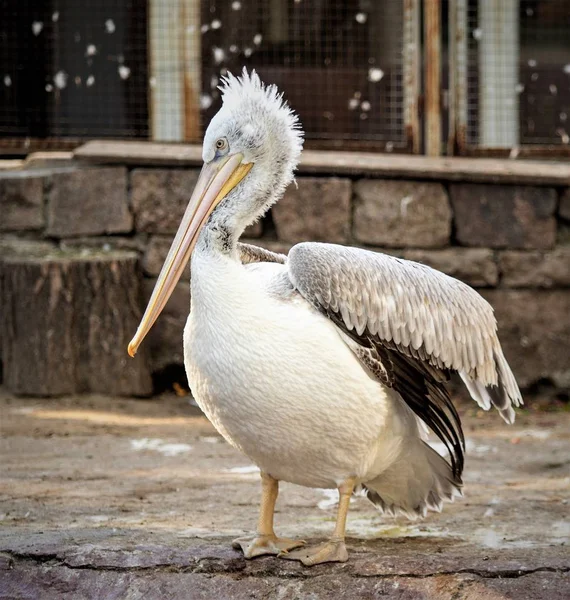 Vogel Pelikan Nahe Wasser Natur — Stockfoto