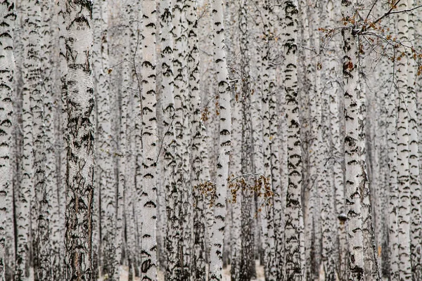 Зимний Первый Снежный Березовый Лес — стоковое фото