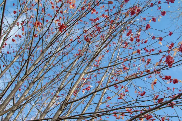 Automne Arbre Ashberry Couleurs Vives Nature — Photo