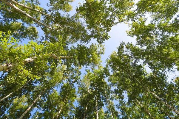 Björk Skogsutsikt Underifrån Himlen — Stockfoto