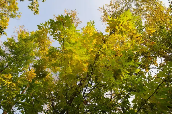 Podzimní Lesní Krajina Příroda — Stock fotografie