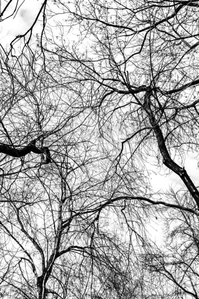 Arbre Branches Silhouette Sur Fond Blanc — Photo