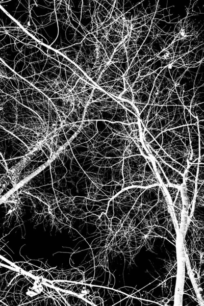 Branches Arbre Silhouette Blanche Sur Fond Noir — Photo