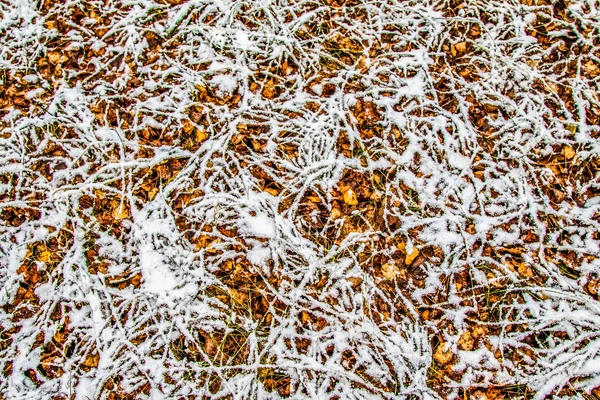 Hierba Verde Alta Nieve —  Fotos de Stock