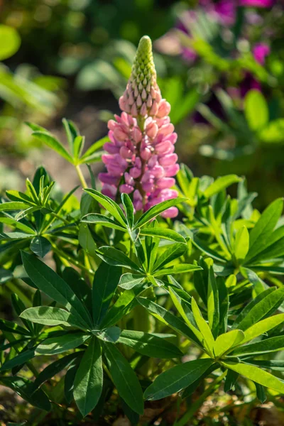 Lupinus Blommor Ljusa Med Grönt Bladverk Naturen — Stockfoto
