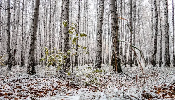 sonbahar manzara bir huş ormandaki ilk kar