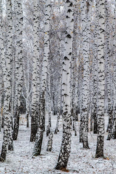 Vintern Som Första Snön Björk Skogslandskapet — Stockfoto