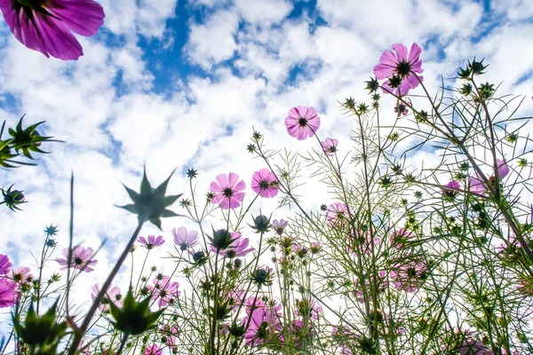 Cosmos Çiçekler Görüntülemek Aşağıdan Gökyüzüne Doğru — Stok fotoğraf