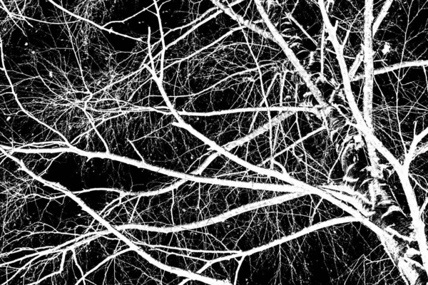 tree branches white silhouette on black background