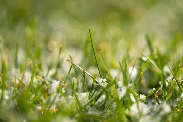 Verde Erba Neve Offuscata Sfondo Bokeh — Foto Stock