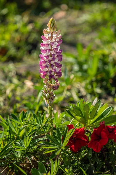 ルピナスの花が緑の葉自然と明るい — ストック写真