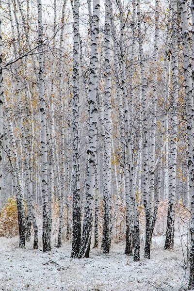 Invierno Primera Nieve Abedul Bosque Paisaje —  Fotos de Stock
