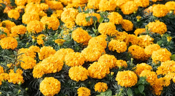 birçok marigolds küçük çiçekler