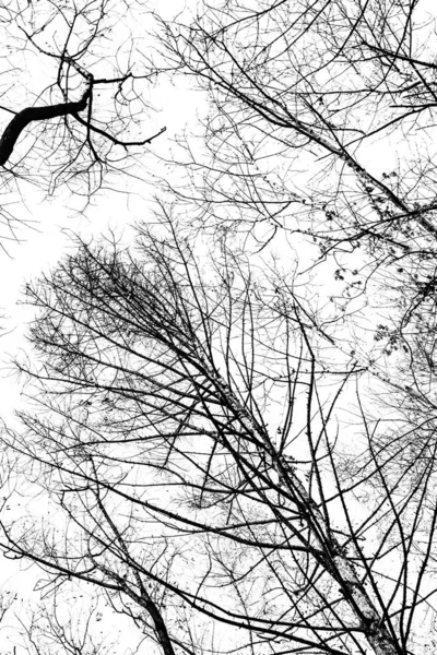 Arbre Branches Silhouette Sur Fond Blanc — Photo