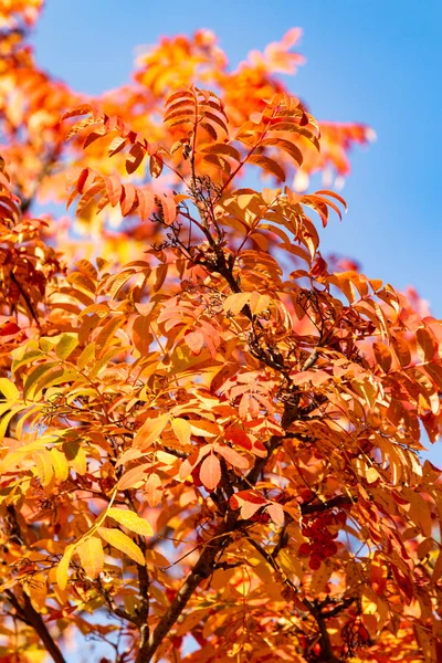autumn tree ashberry bright colors of nature