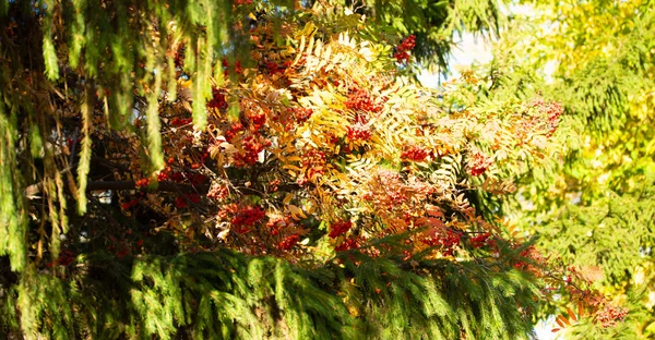 Herbst Baum Esche Leuchtende Farben Der Natur — Stockfoto