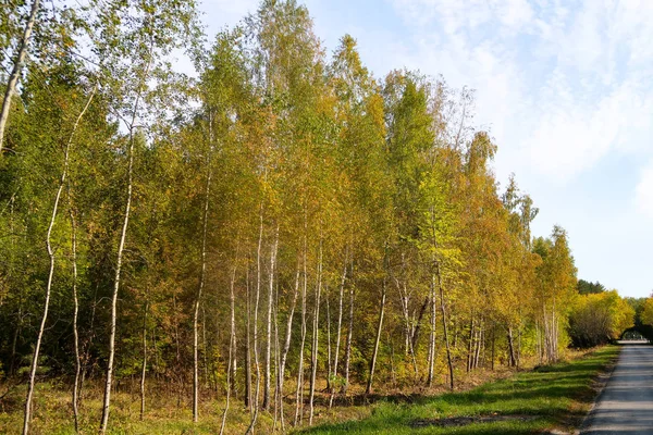 Outono Paisagem Florestal Natureza — Fotografia de Stock