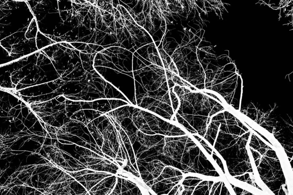 Ağaç Dalları Siluet Siyah Arka Plan Üzerine Beyaz — Stok fotoğraf