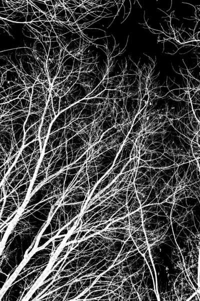 Branches Arbre Silhouette Blanche Sur Fond Noir — Photo