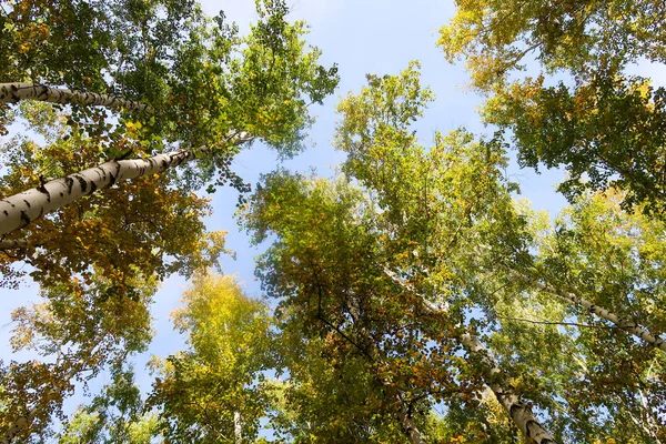 huş ağacı orman manzaralı gökyüzüne Sonbahar Doğa