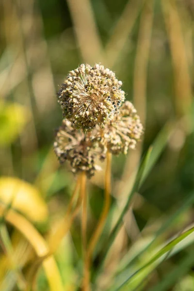 Kuru Sarımsak Çiçek Baş Doğa — Stok fotoğraf