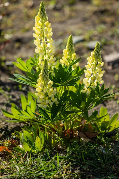 ルピナスの花が緑の葉自然と明るい — ストック写真