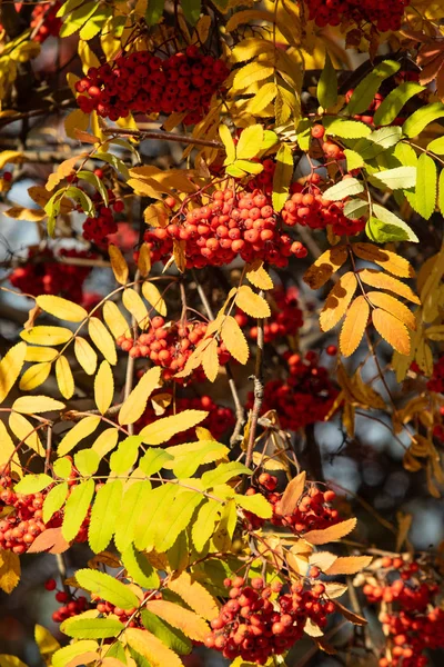 Outono Árvore Ashberry Cores Brilhantes Natureza — Fotografia de Stock