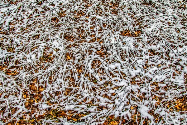Kar Uzun Boylu Yeşil Çim — Stok fotoğraf