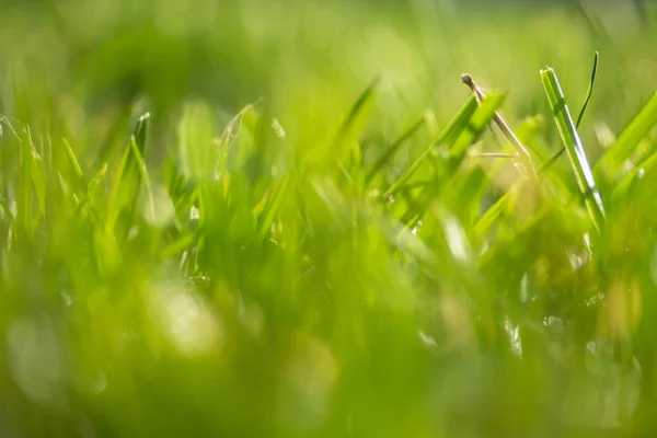 Green Grass Blurred Bokeh Background — Stock Photo, Image