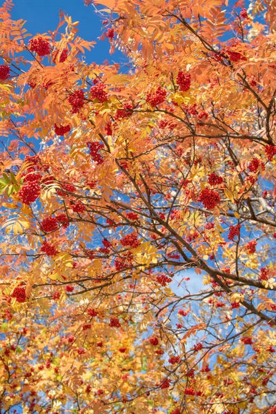 Árbol Otoño Arándano Colores Brillantes Naturaleza —  Fotos de Stock