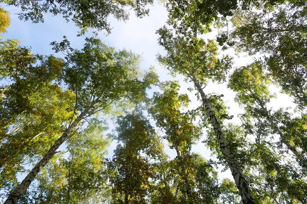 Березовый Лес Вид Небо Осенняя Природа — стоковое фото